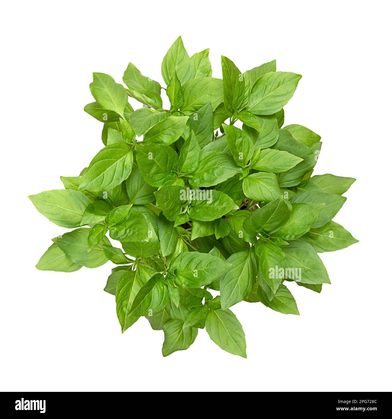 Basilic thaï d'en haut, isolé, d'en haut. Frais, en début de saison Ocimum basilicum var.. thyrsiflora, une variante de basilic doux. Banque D'Images