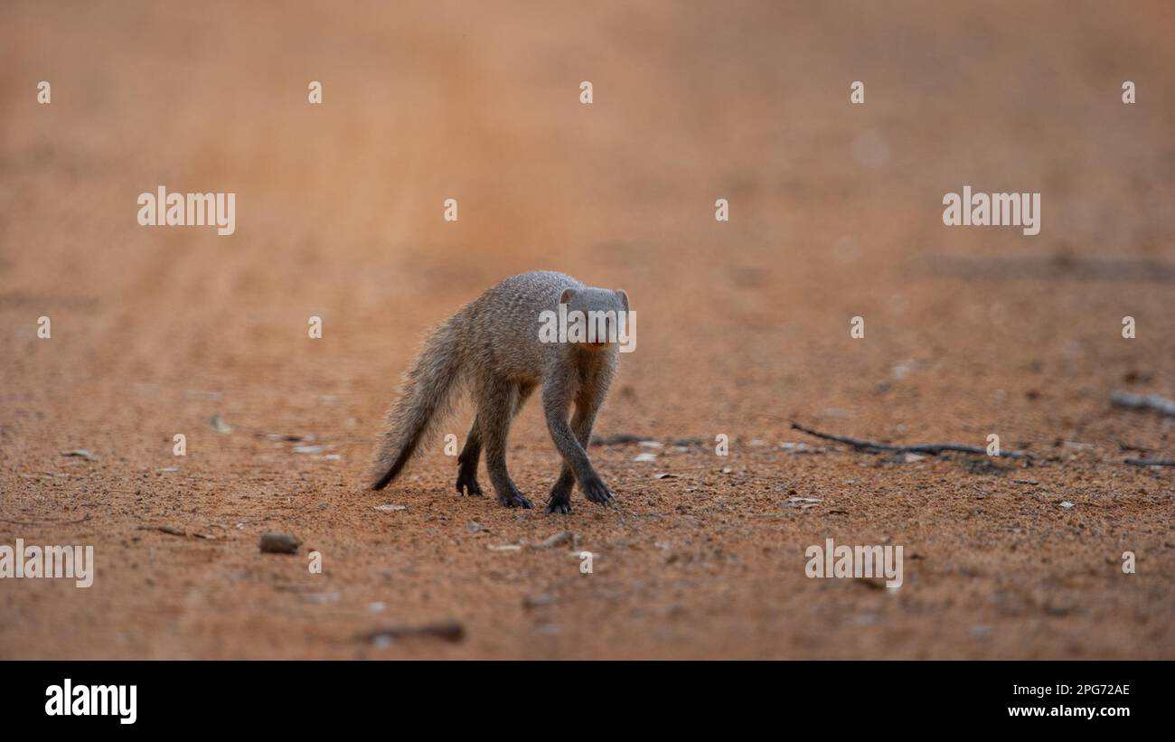 Mongoose baguée ( Mungos mungo) Parc national de Marakele, Afrique du Sud Banque D'Images