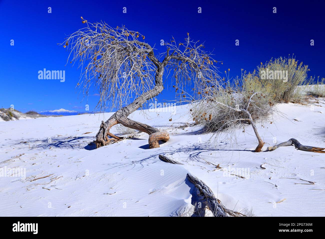 Tree (Rio Grande Cottonwood) au parc national de White Sands au Nouveau-Mexique, États-Unis Banque D'Images