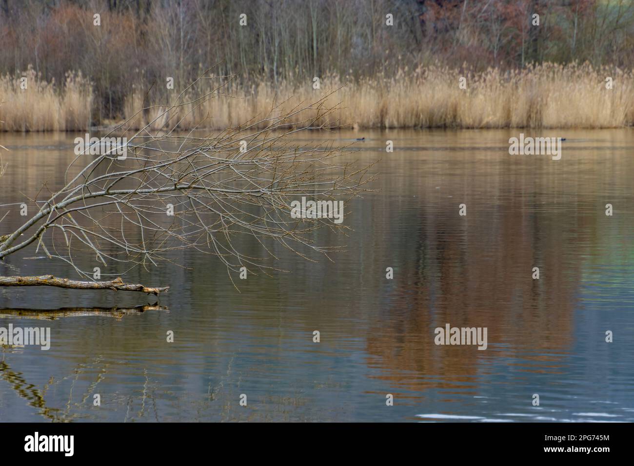 Vue panoramique sur un lac lors d'une journée nuageux avec attention aux branches en premier plan Banque D'Images