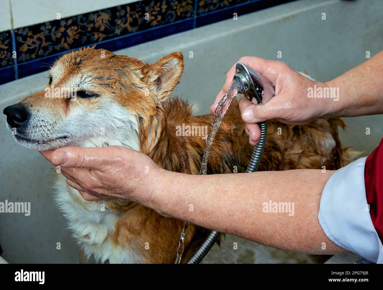 Le chien Shiba Inu se baignant dans le salon des groomers. Banque D'Images