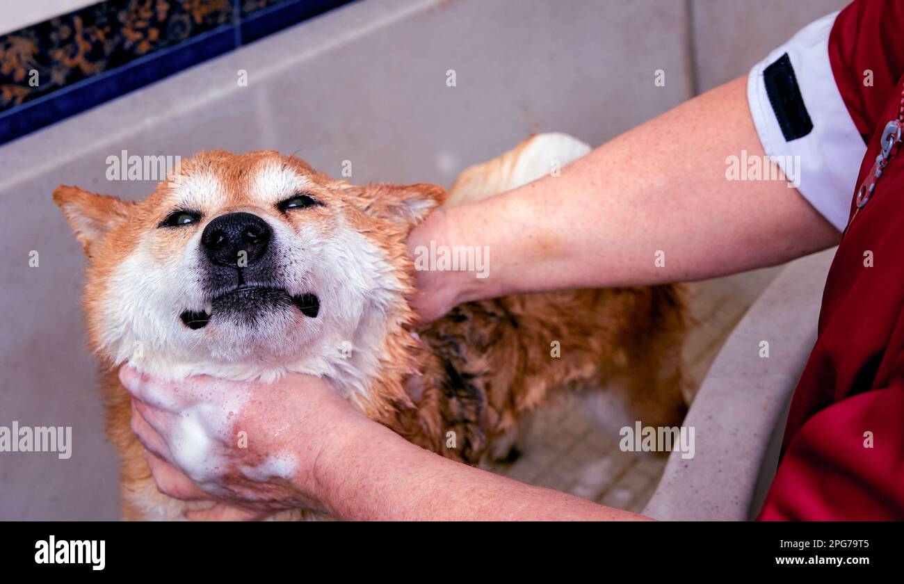 Smilinng Shiba Inu bain de chiens dans le salon de groomer. Banque D'Images