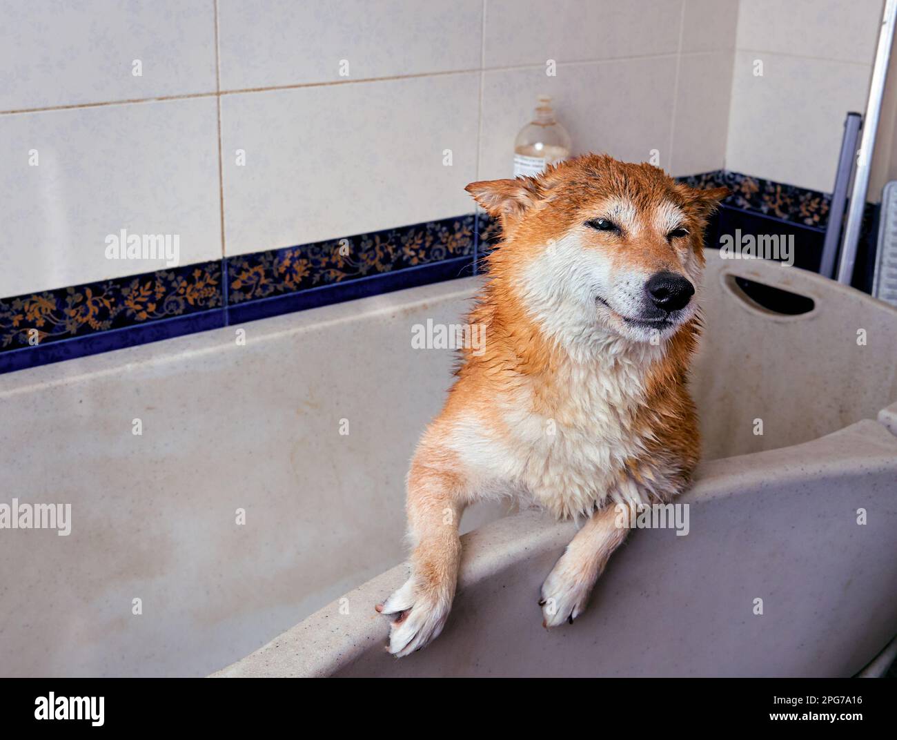 Joyeux chien Shiba Inu après avoir pris un bain dans le salon des groomers. Banque D'Images