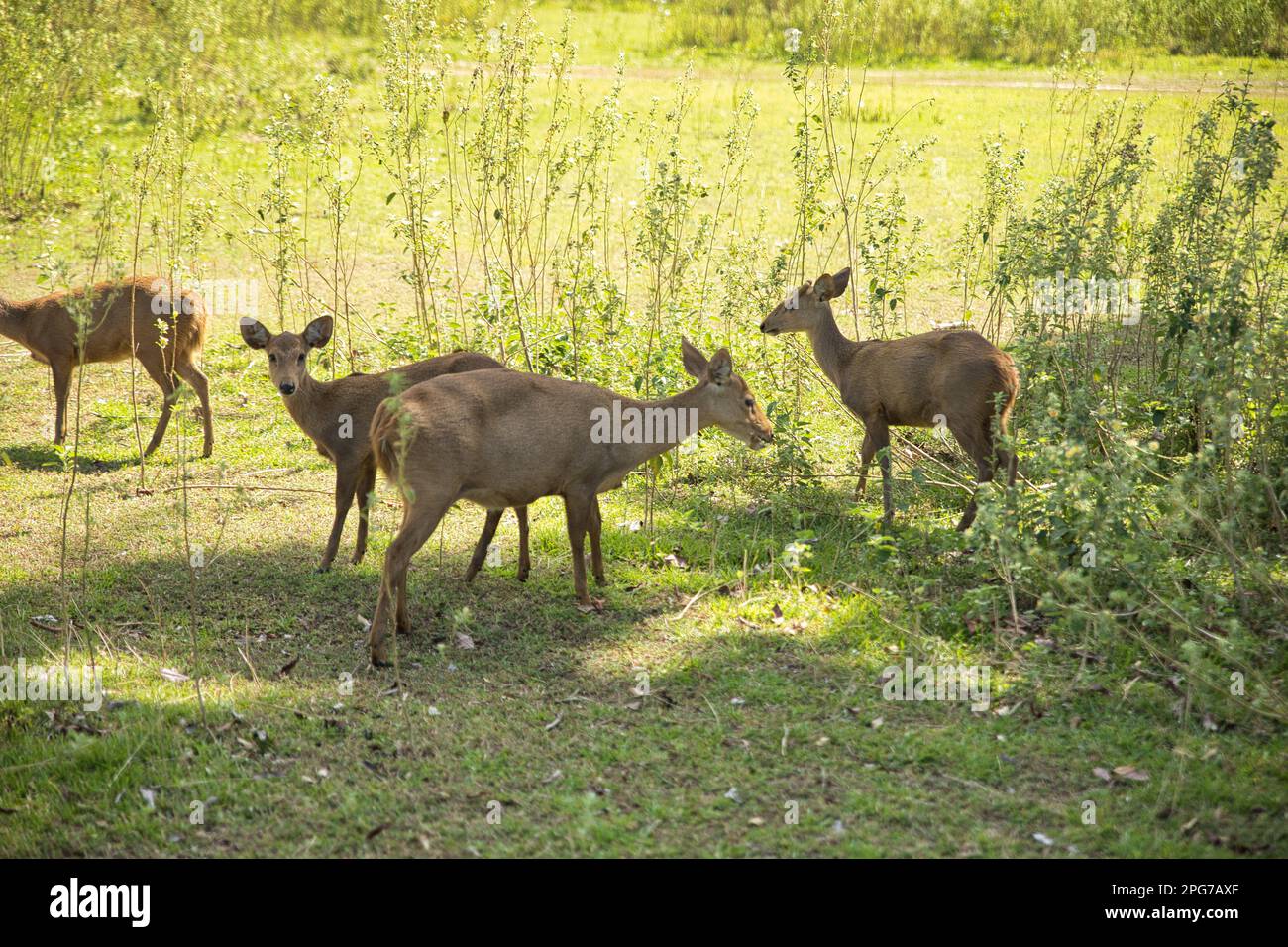 Un troupeau de petits cerfs du Palawan dans une prairie ensoleillée avec arbustes. Banque D'Images