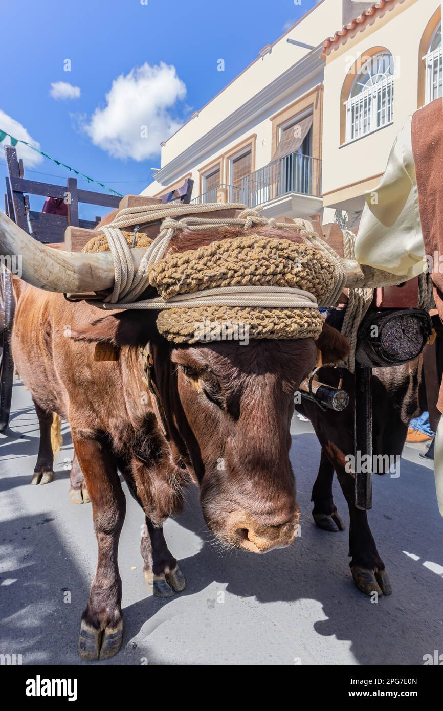 Un gros boeuf brun tirant une charrette en bois dans la foire médiévale découverte de palos de la Frontera, dans la province de Huelva, Andalousie, Espagne Banque D'Images