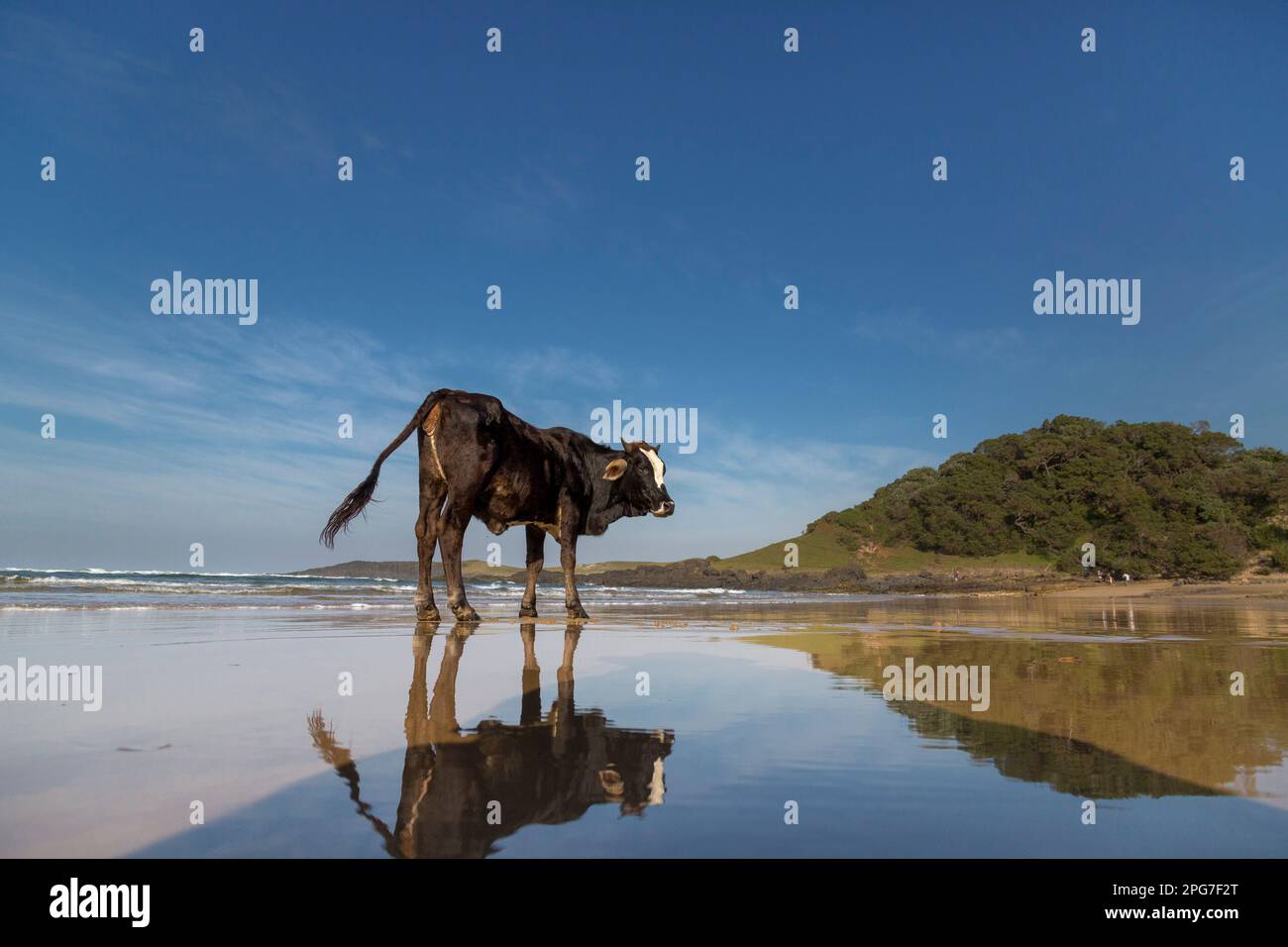 Taureau noir avec un front blanc debout sur une plage de Transkei près de Kob Inn Banque D'Images