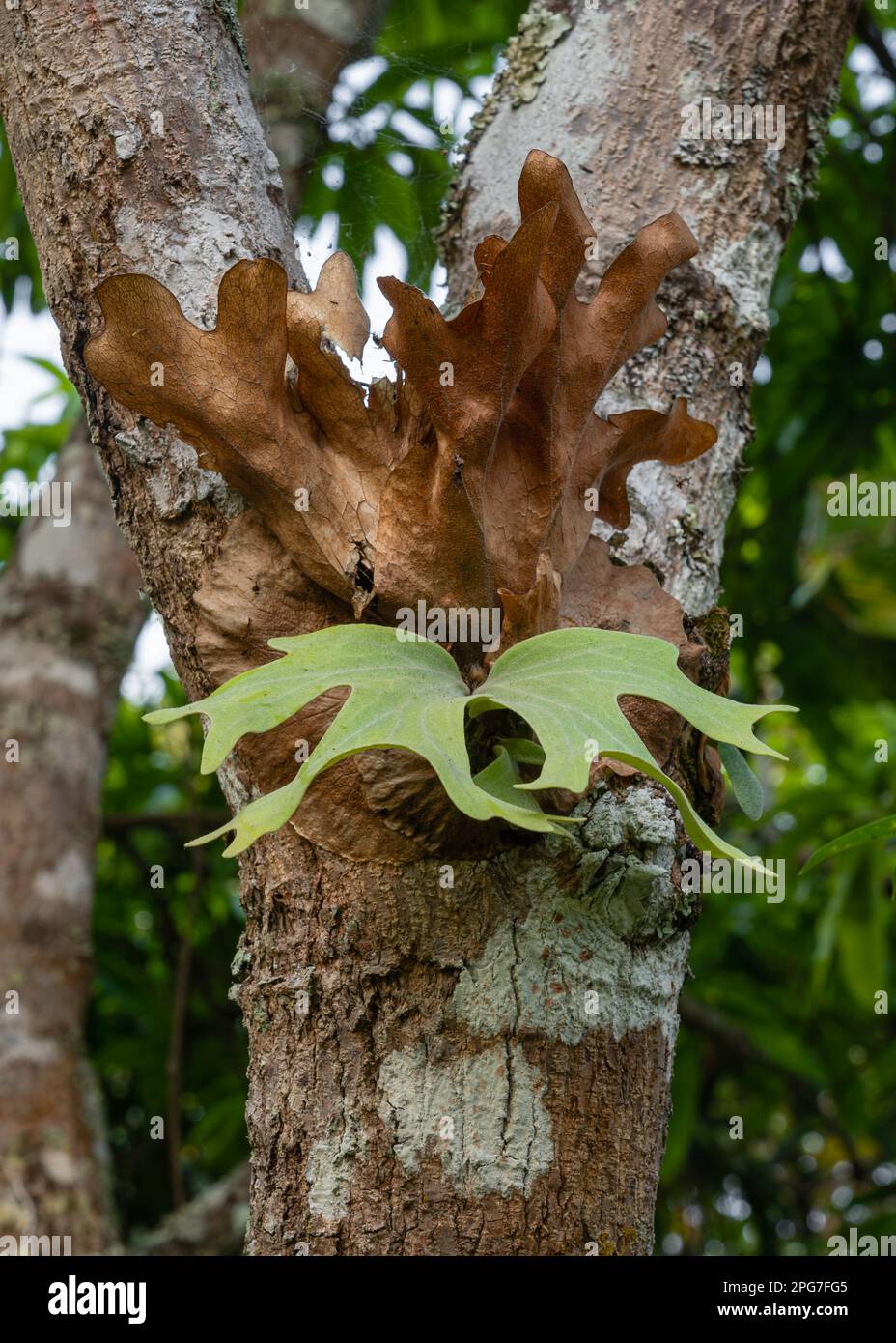 Vue rapprochée de jeunes wallichii platycerium aka staghorn Fern ou elkhorn Fern avec nouvelle croissance fraîche dans l'environnement naturel extérieur, nord de la Thaïlande Banque D'Images