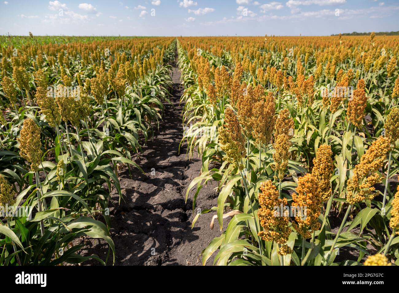 Grand champ de sorgho cultivé dans les zones arides de la région de Pandamatenga, dans le nord du Botswana Banque D'Images