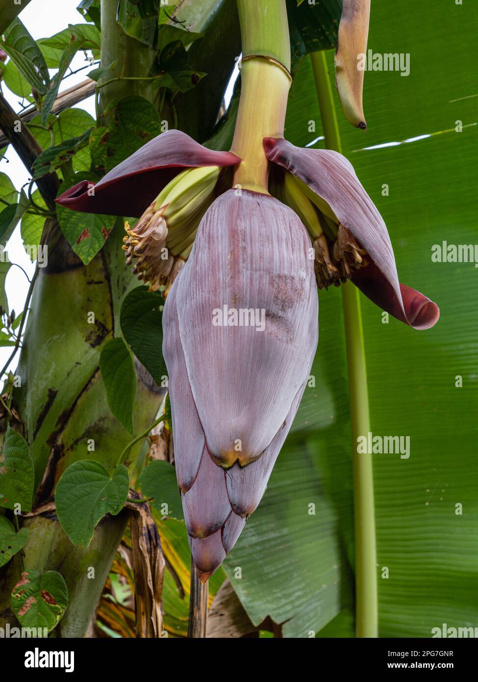 Vue rapprochée de la fleur de banane bleu violet et des jeunes fruits suspendus à l'arbre sur fond naturel Banque D'Images