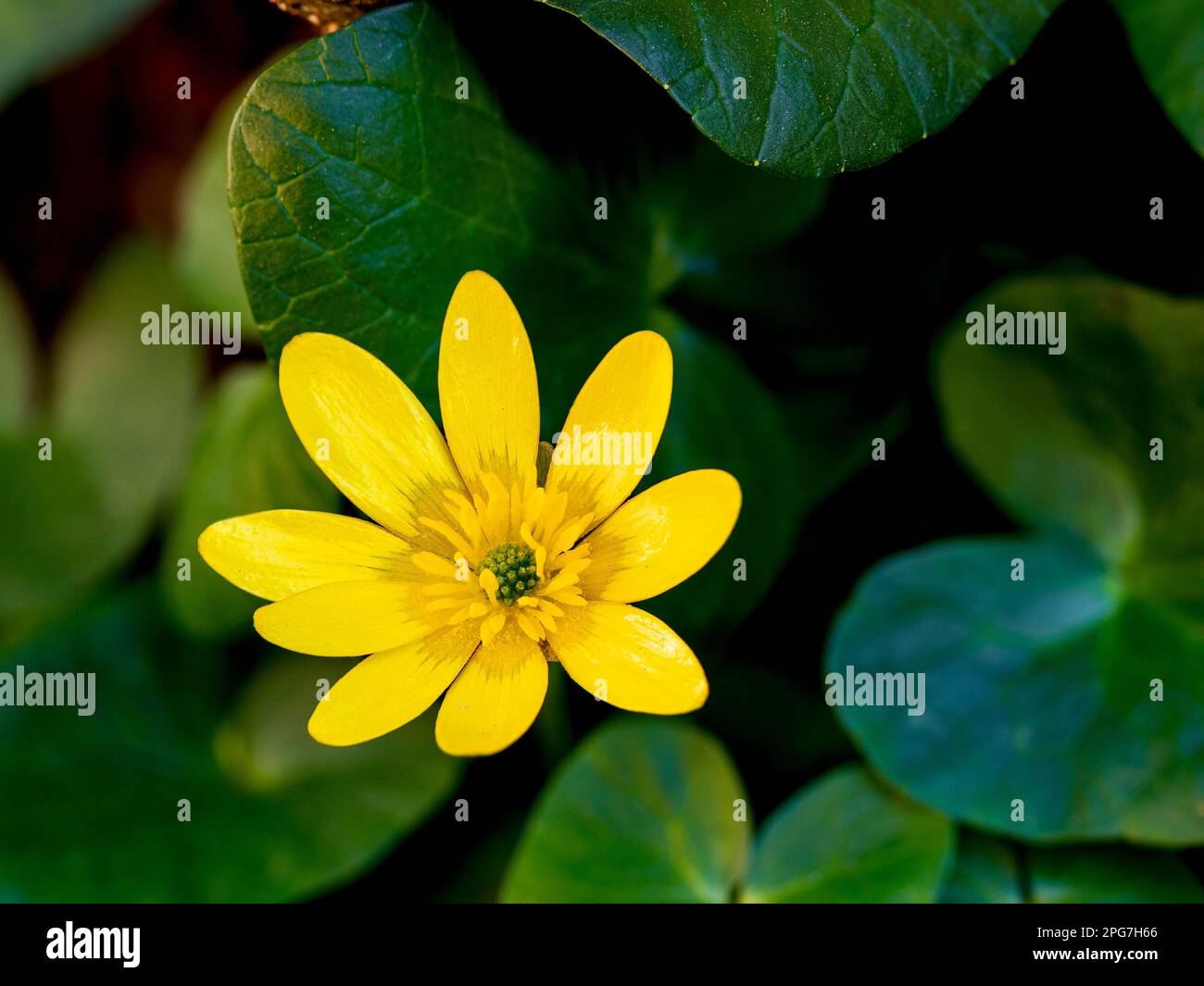 Macro gros plan de fleurs de célandine ou de pilewort (Ficaria verna ou Ranunculus ficaria ) Banque D'Images