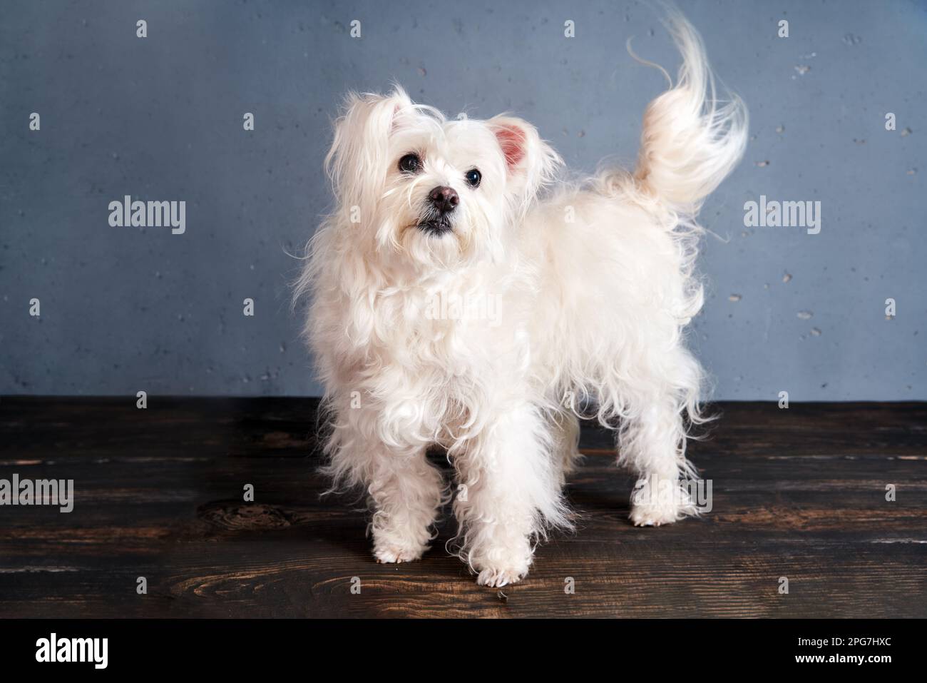 Adorable chien blanc espiègle posé en studio. Animaux, concept de soins aux animaux Banque D'Images