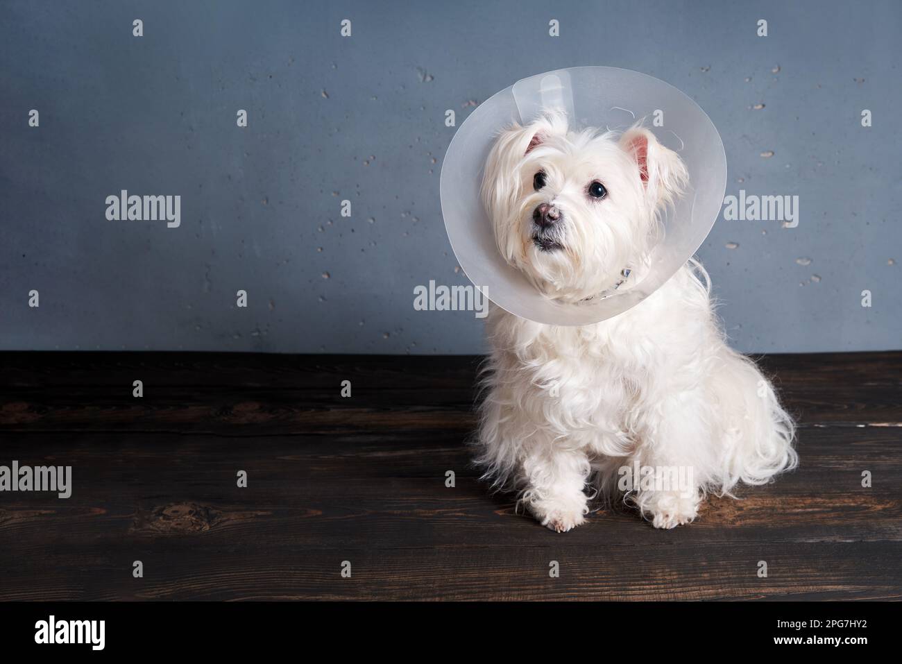 Chien blanc mignon race dans le cône d'animal posant en studio avec l'espace de copie. Vétérinaire, animaux, concept de soins pour animaux de compagnie Banque D'Images