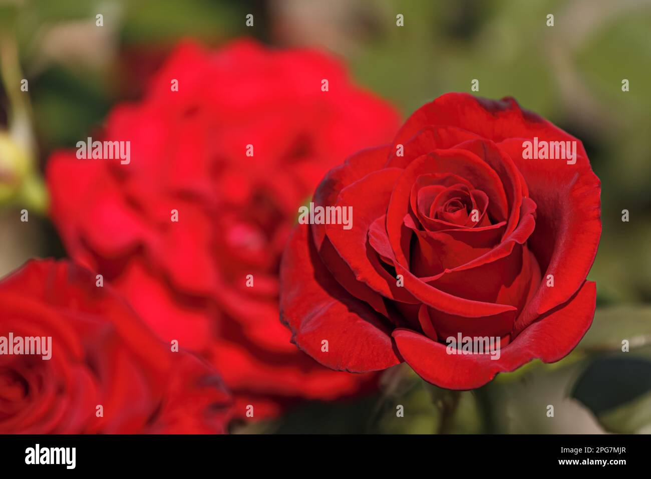 Fleur de rose rouge dans le jardin.fleur plante de brousse macro Banque D'Images