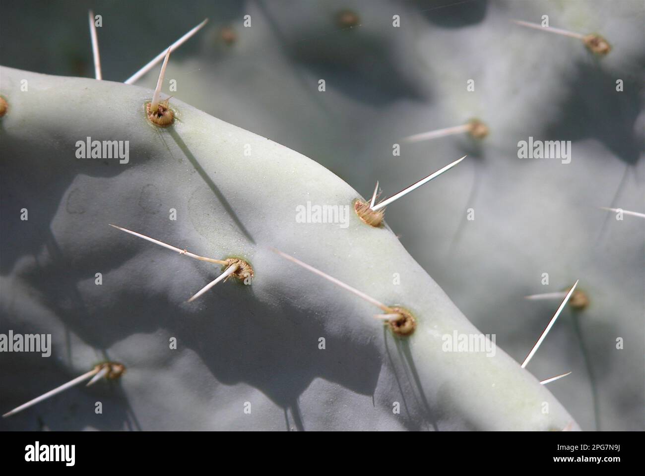 Cactus avec grandes épines, Macro Banque D'Images