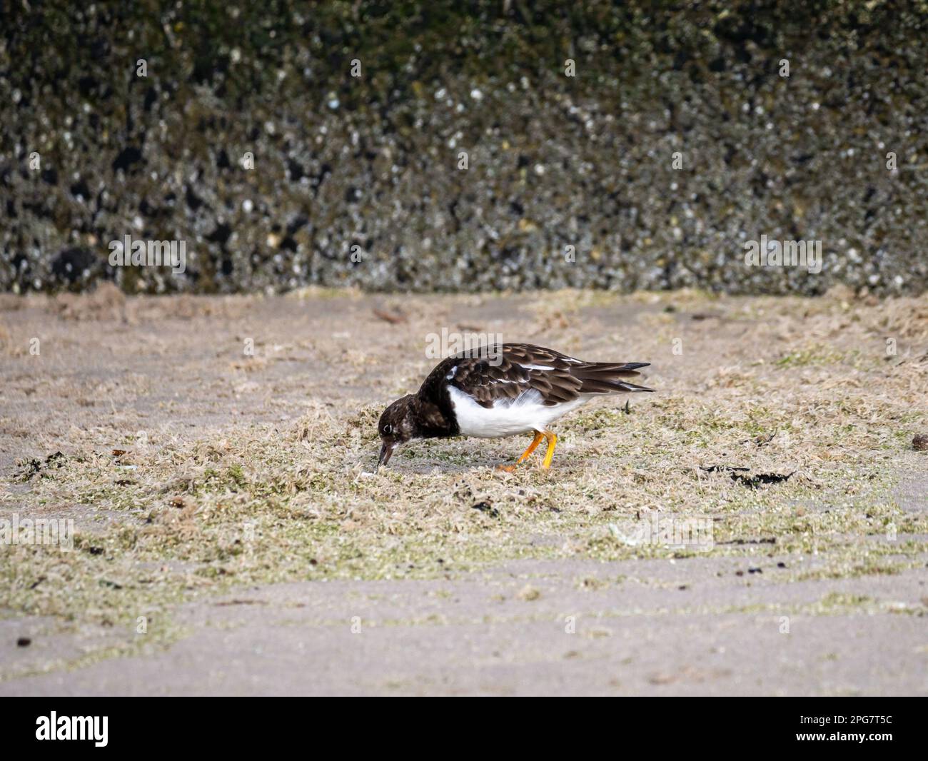 Ruddy turnstone, Arenaria interprés, adulte dans le plumage non reproducteur sur le sable de la plage de Scheveningen, pays-Bas Banque D'Images