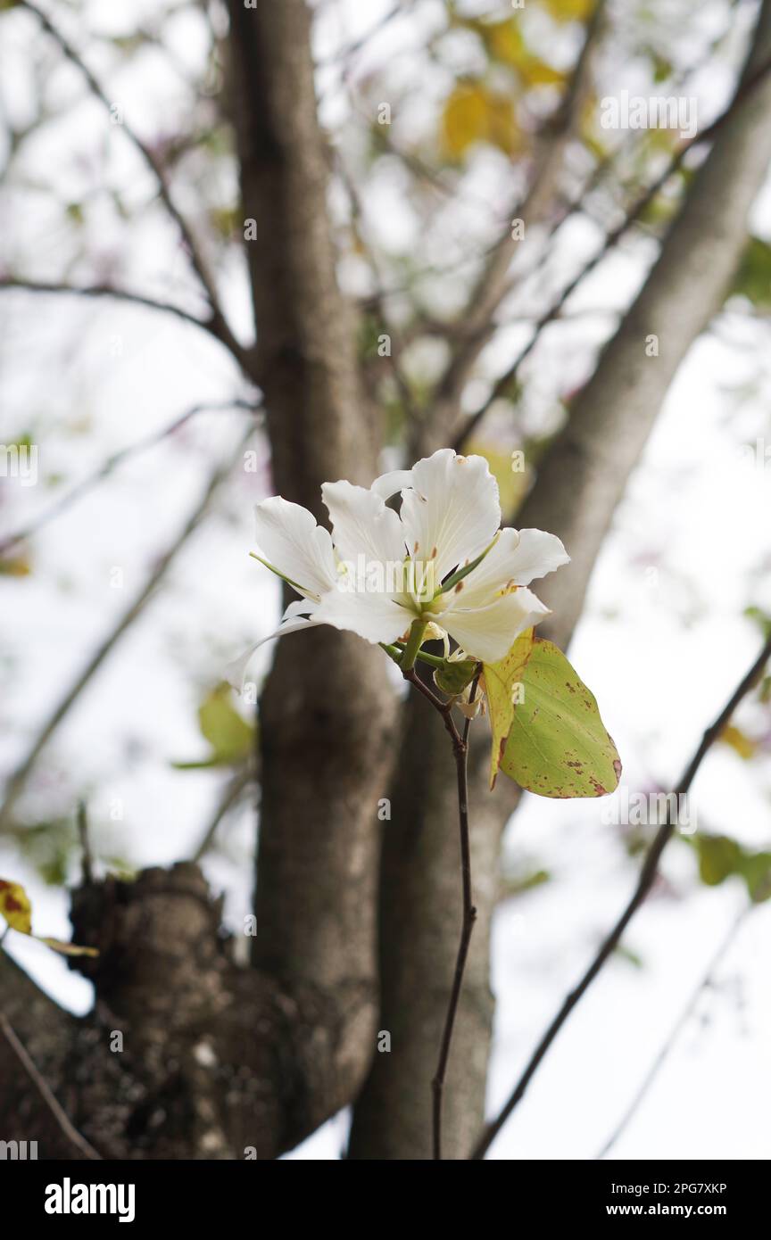 Une seule fleur blanche de Bauhinia variegata cultivée dans le jardin Banque D'Images