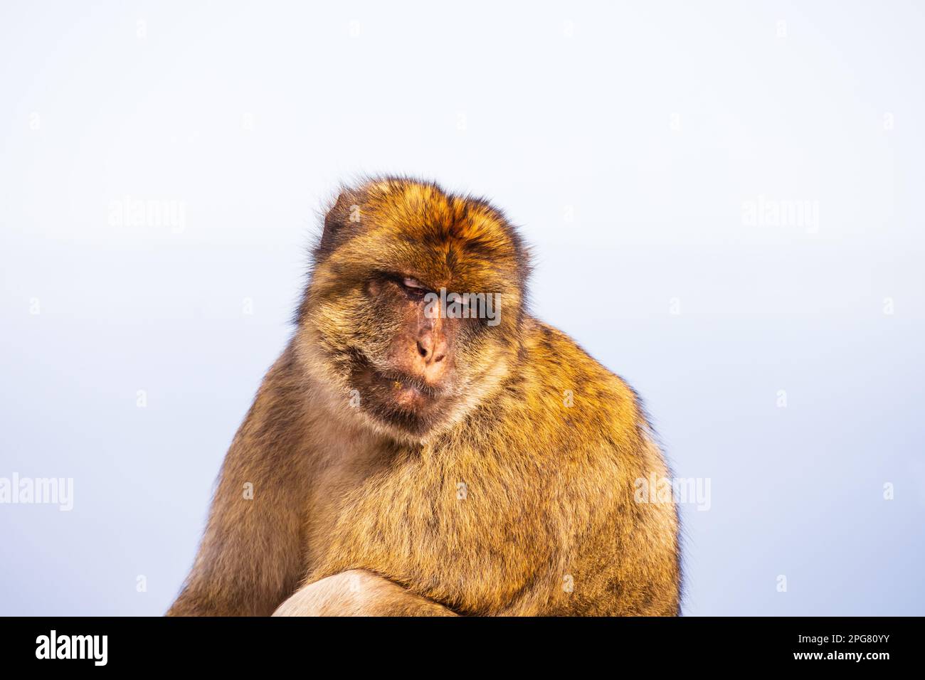 La célèbre macaque de Barbarie du territoire britannique d'outremer de — free download