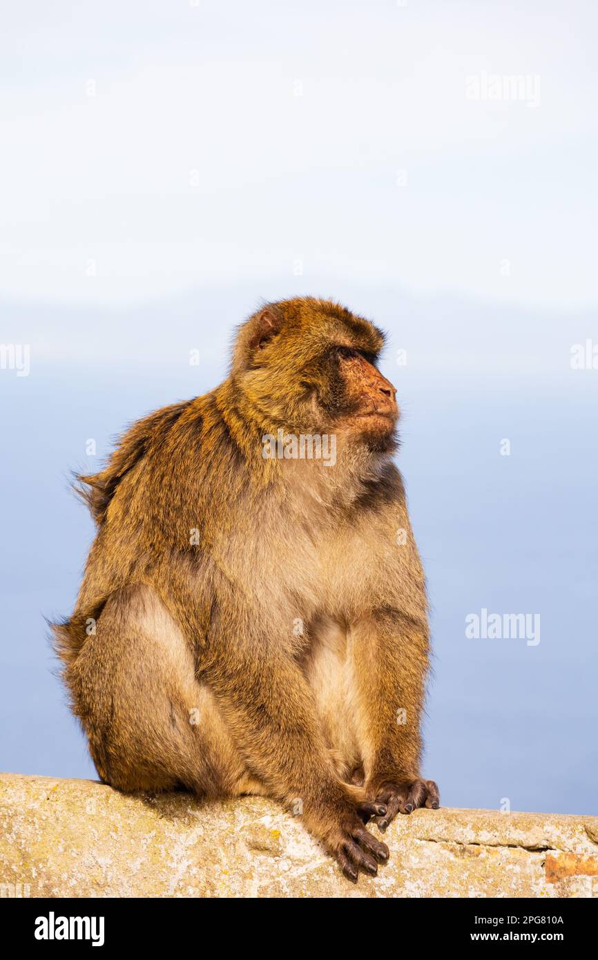 La célèbre macaque de Barbarie du territoire britannique d'outre-mer de Gibraltar, le Rocher de Gibraltar sur la péninsule ibérique. Banque D'Images