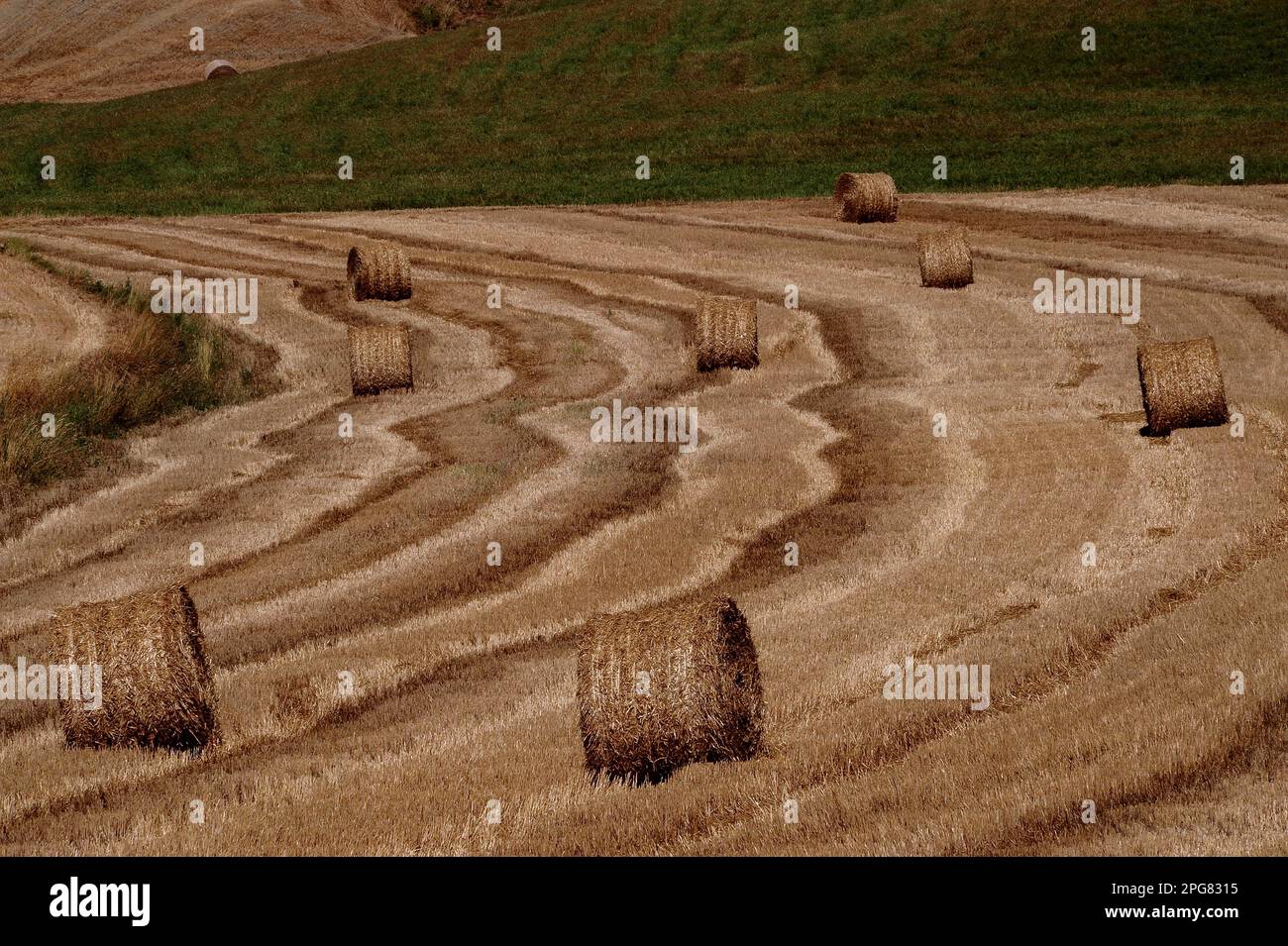 Bandes tourbillonnantes et bandes ondulantes laissées en chaume de champ de blé après la récolte de juillet dans le paysage vallonné de Crete Senesi au sud-est de l'ancienne ville de Sienne, dans le centre de la Toscane en Italie. Banque D'Images