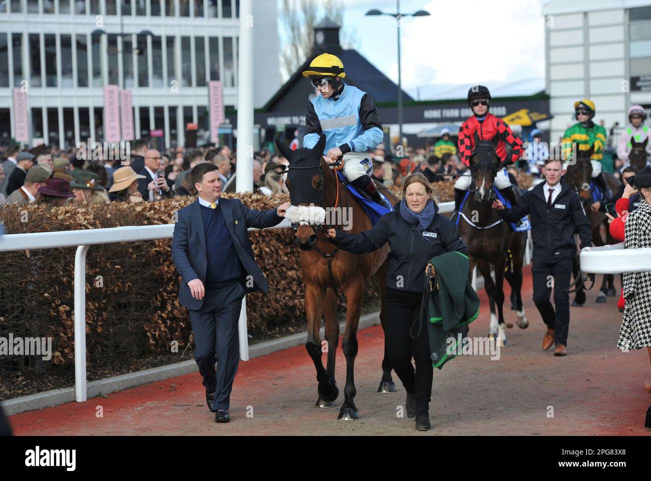 Deuxième course 2,10 l'obstacle McCoy Contractors County descendant jusqu'au départ Milkwood monté par Sam Twiston-Davies Horse Racing à Cheltenham RAC Banque D'Images