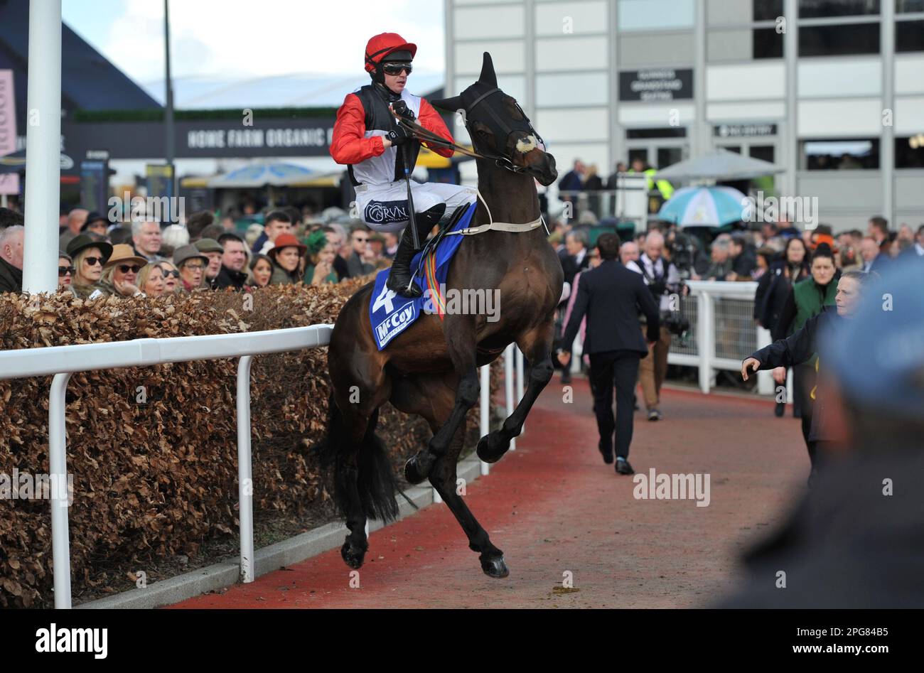 Deuxième course 2,10 l'obstacle McCoy Contractors County descendant jusqu'au départ Saint Sam monté par Jack Foley Horse Racing à Cheltenham Racecourse Banque D'Images