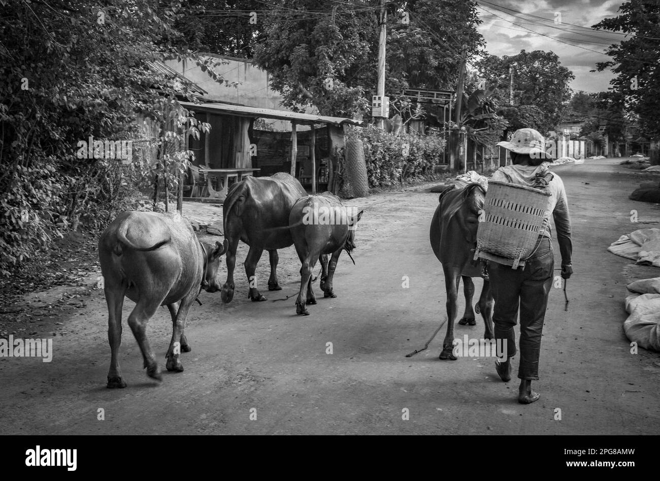 Une femme de la minorité ethnique m'nong fermier marche son petit troupeau de buffles d'eau à la fin de la journée à Buon Jun, lien son, Vietnam. Banque D'Images Une femme de la minorité ethnique m'nong fermier marche son petit troupeau de buffles d'eau à la fin de la journée à Buon Jun, lien son, Vietnam. Banque D'Images