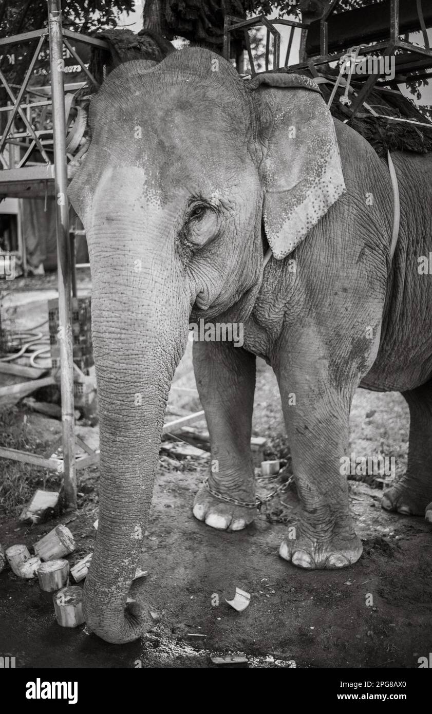 Un éléphant d'Asie portant un howdah, ou siège, est enchaîné à un arbre comme il attend les touristes à Buon Jun, lien son, Vietnam. Banque D'Images