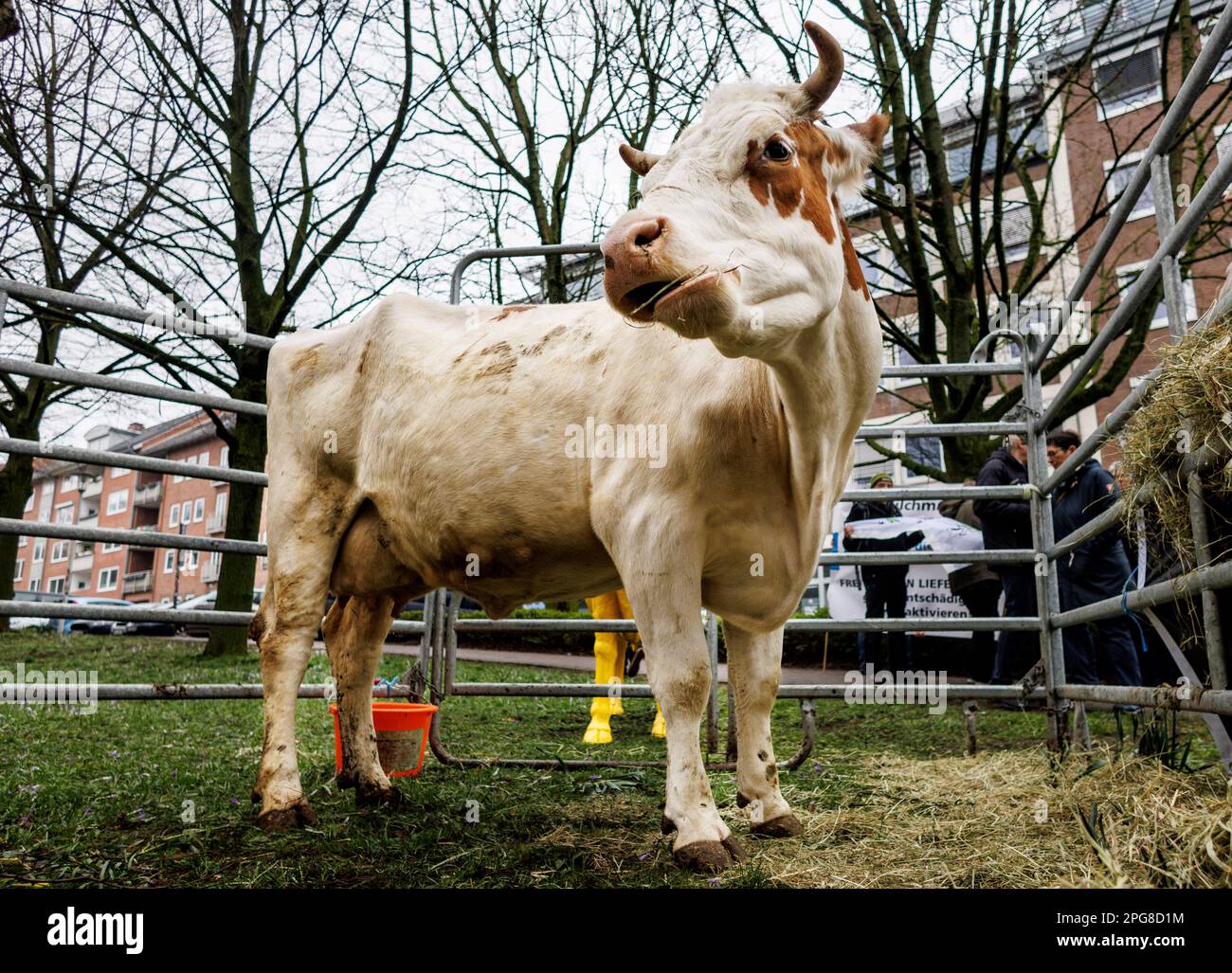 Kiel, Allemagne. 21st mars 2023. La vache laitière 'Winter' se trouve dans sa stalle temporaire devant le ministère de l'Agriculture lors d'un rassemblement organisé par l'Association allemande des producteurs laitiers (BDM) et l'Union allemande des agriculteurs (ABL). Lors du rassemblement, des propositions et des demandes des associations ont été présentées pour lutter contre la crise actuelle du marché et améliorer la position de l'agriculture des prairies et des pâturages dans la politique agricole européenne commune (PAC). Credit: Axel Heimken/dpa/Alay Live News Banque D'Images