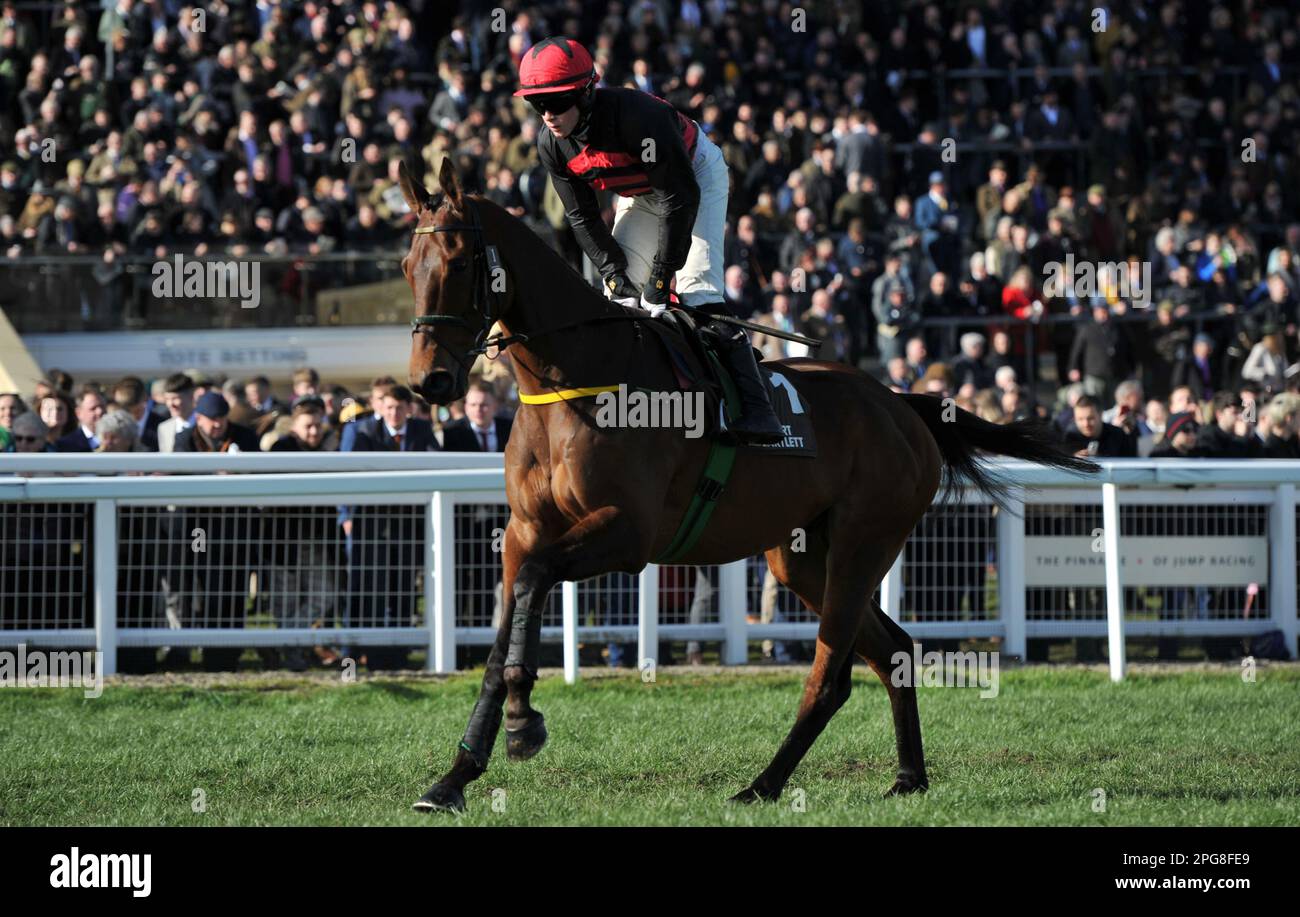 Troisième course 2,50 The Albert Bartlett Novice haies Affordable Fury monté par Sam Ewing sur le chemin du départ. Courses hippiques à Cheltenham Raceou Banque D'Images