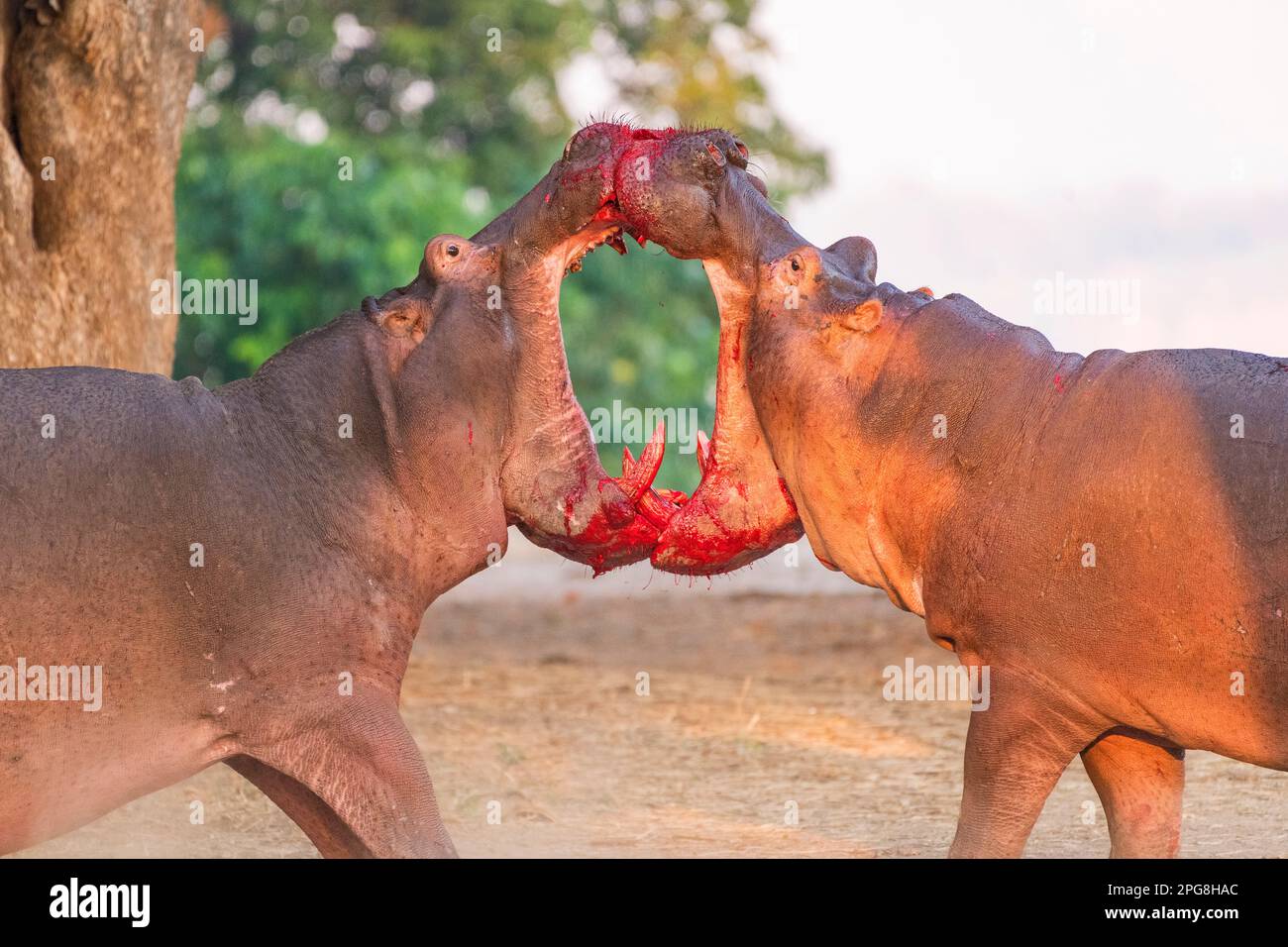 Deux grands taureaux Hippopotamus, Hippopotamus amphibius, se battent sur terre dans le parc national de Mana pools au Zimbabwe. Banque D'Images