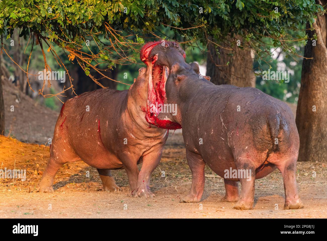 Deux grands taureaux Hippopotamus, Hippopotamus amphibius, se battent sur terre dans le parc national de Mana pools au Zimbabwe. Banque D'Images