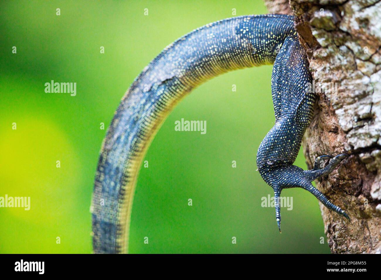 Un lézard de surveillance de l'eau malais inspecte un trou dans un tronc de mangrove, Singapour. Banque D'Images