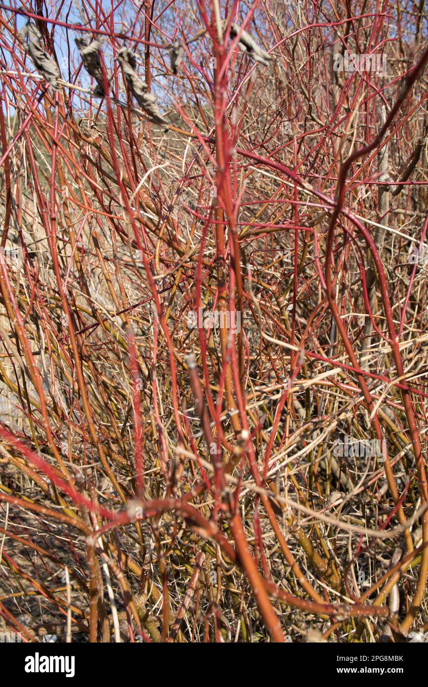 photo des branches de la brousse rouge en gros plan au printemps Banque D'Images