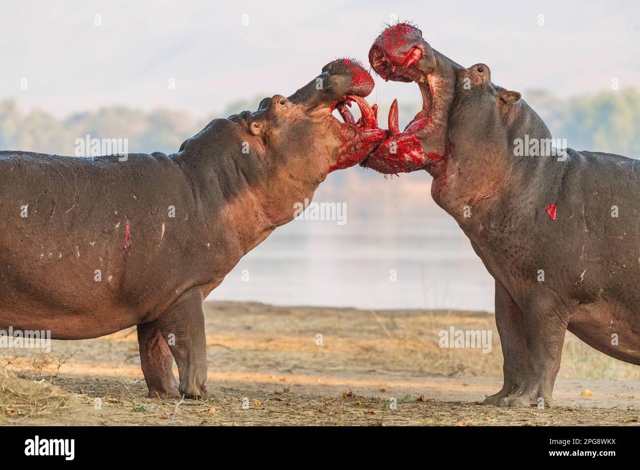 Deux grands taureaux Hippopotamus, Hippopotamus amphibius, se battent sur terre dans le parc national de Mana pools au Zimbabwe. Banque D'Images