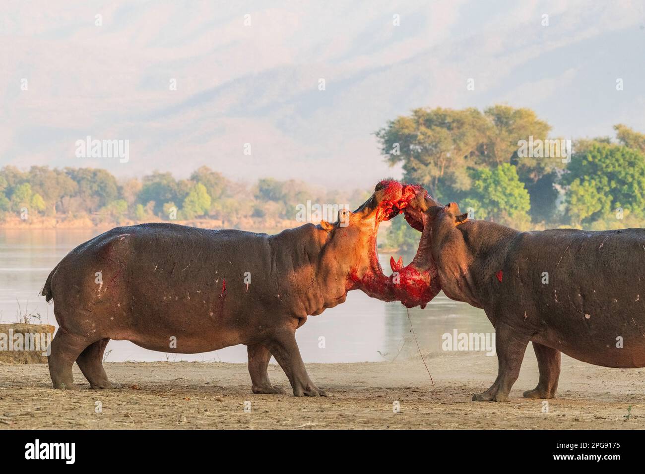 Deux grands taureaux Hippopotamus, Hippopotamus amphibius, se battent sur terre dans le parc national de Mana pools au Zimbabwe. Banque D'Images