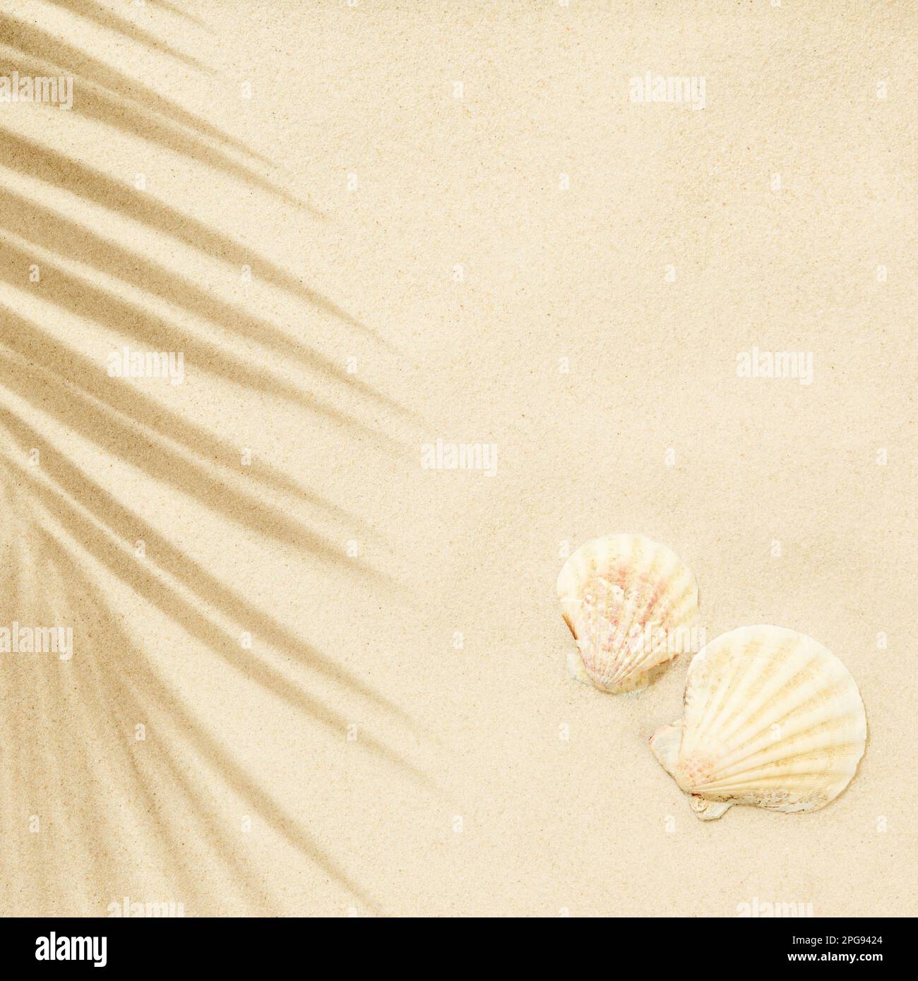 Plage de sable blanc avec ombre de feuilles de palmier et coquillages. Contexte du concept de voyage et de vacances. Vue de dessus, plan d'agencement Banque D'Images
