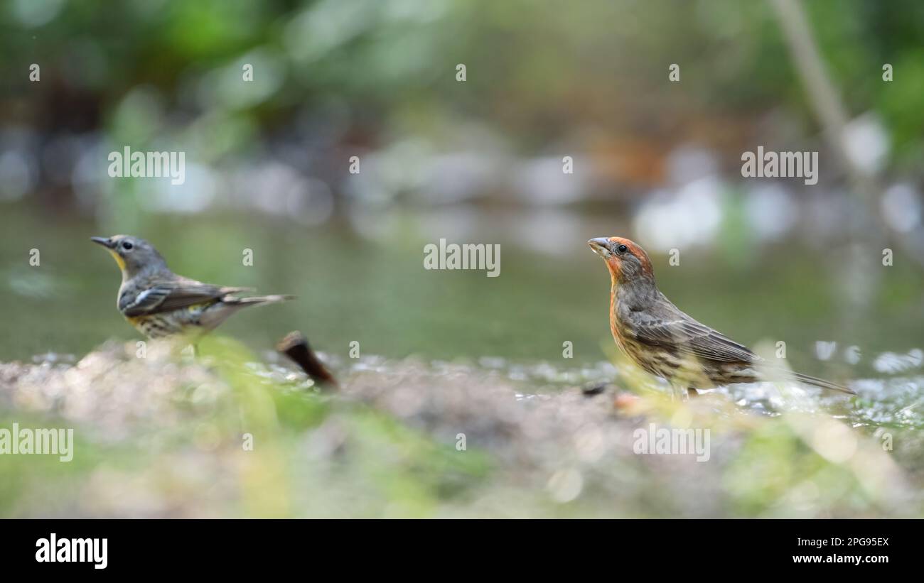 GUADALAJARA, JALISCO / MEXIQUE - 24 FÉVRIER 2021. Une maison de finch (mexicanus héorheux) et un paruline à rumissement jaune (setophaga coronata) eau potable. Banque D'Images