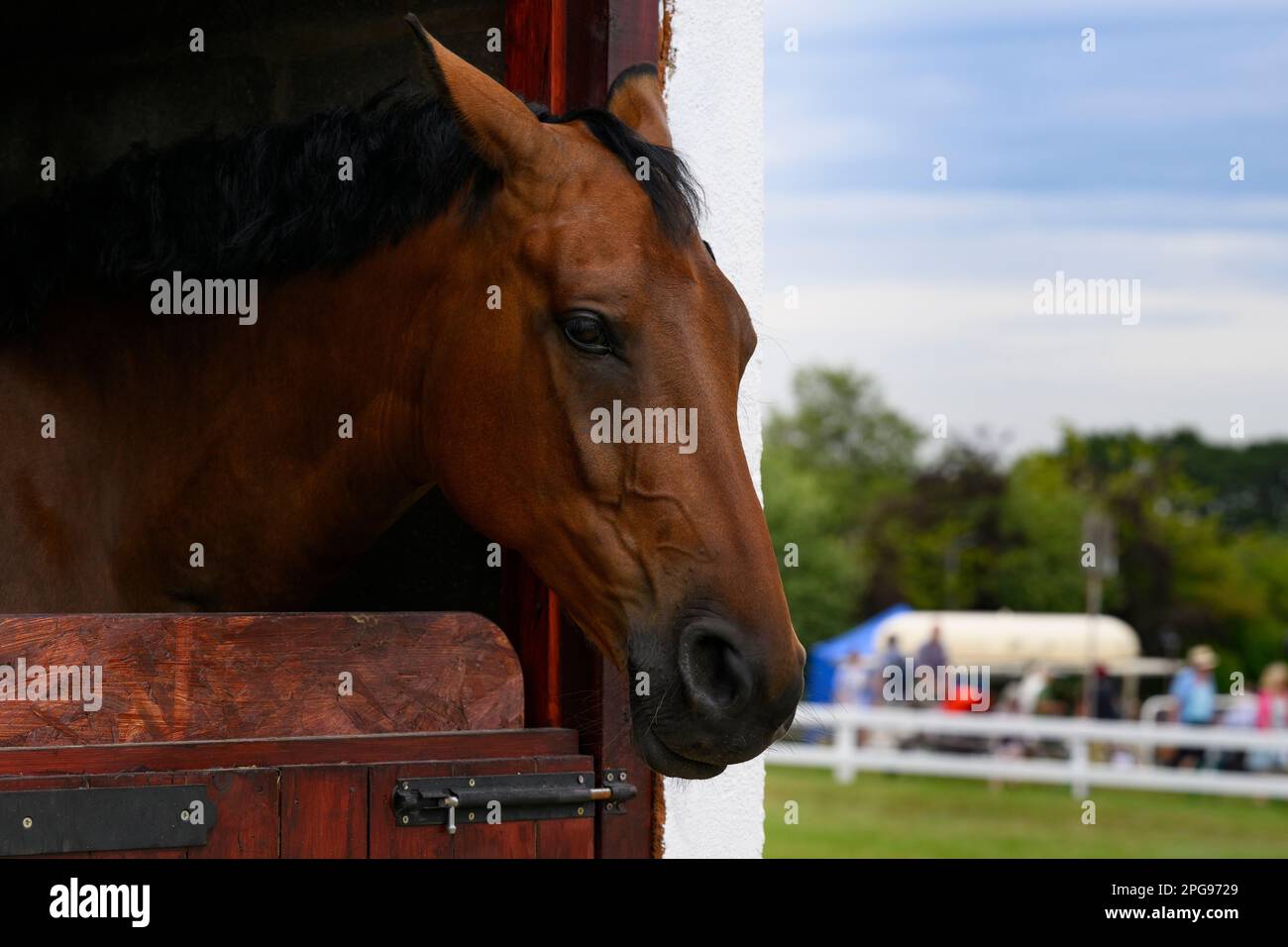 Tête de cheval sur une porte stable boulonnée (vue de côté, participant à une compétition équestre, événement du champ d'exposition) - Great Yorkshire Show, Harrogate, Angleterre, Royaume-Uni. Banque D'Images