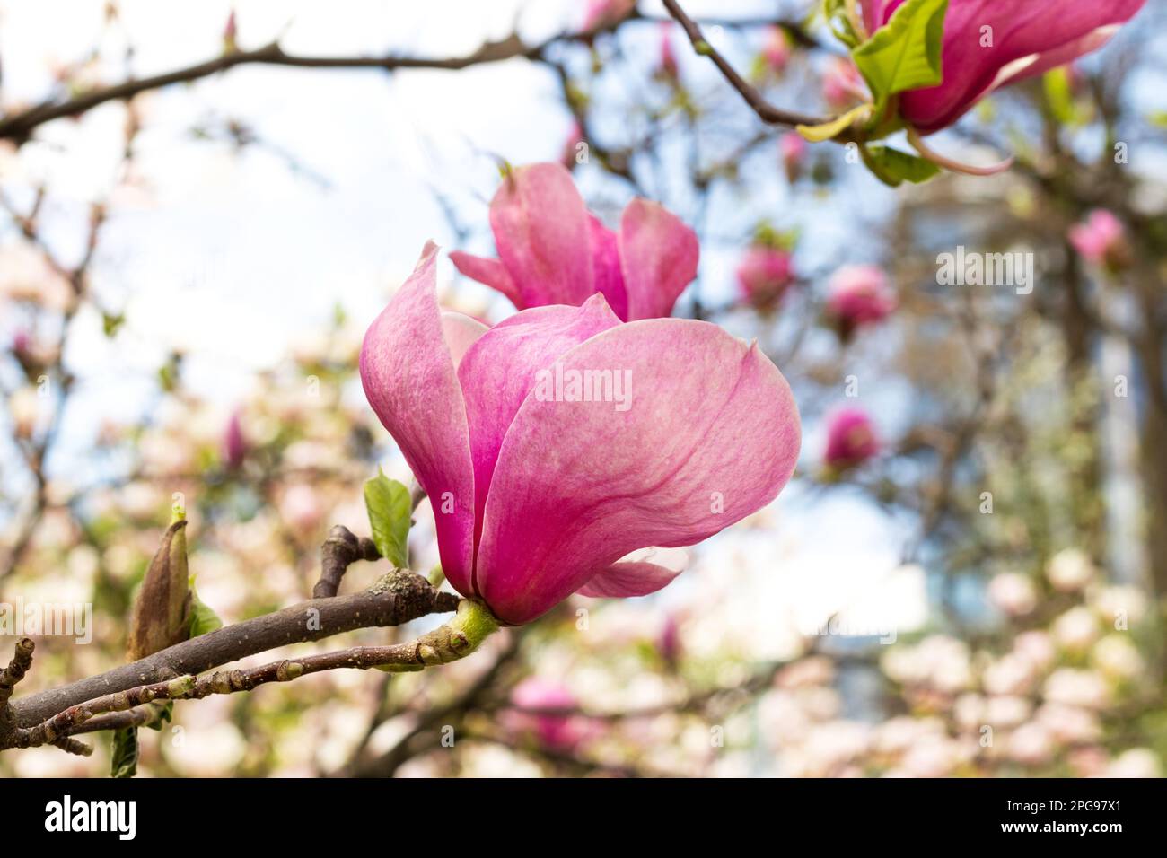 Magnifique fleur rose magnolia le jour du printemps. Arbre fleuri dans le jardin Banque D'Images
