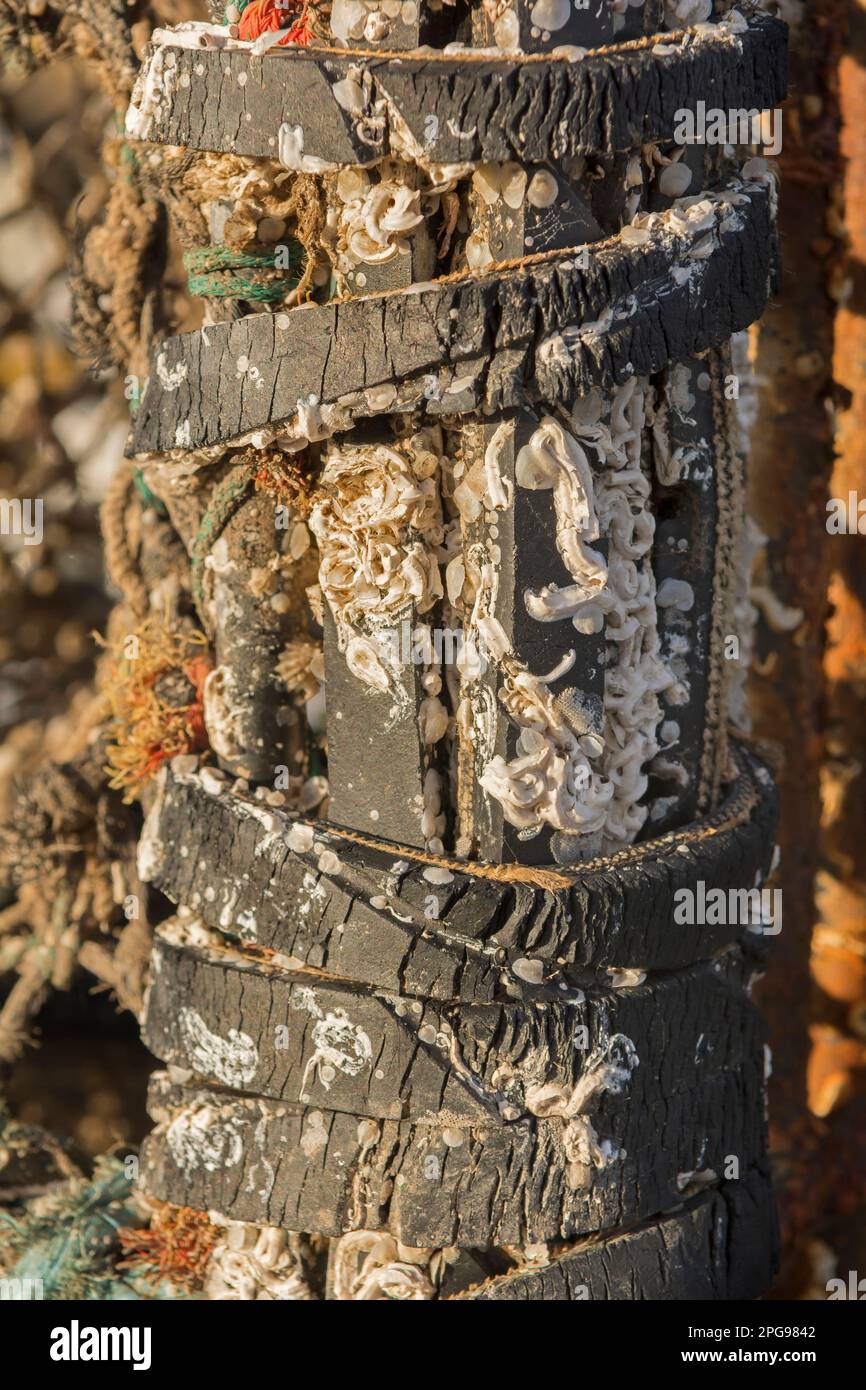 Vieille corde et champignon autour d'un poste d'amarrage sur un port Banque D'Images