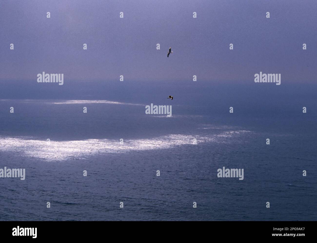 Gabbiani e mare. Giochi di luce sulle onde. Mouettes et surface de la mer. Capo Caccia. Alghero. Sardaigne. Italie Banque D'Images