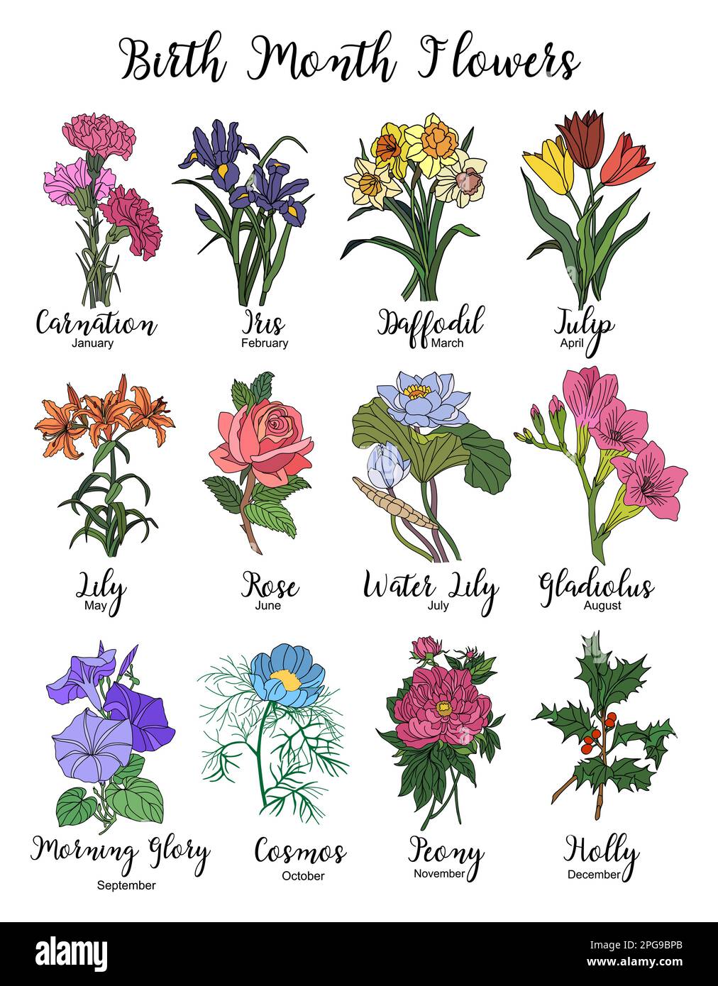 Ensemble de naissance mois fleur vecteur coloré isolé Illustration de Vecteur