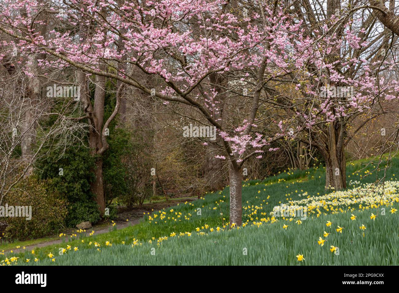 Daffodil fleurit au printemps avec un arbre en fleur Banque D'Images