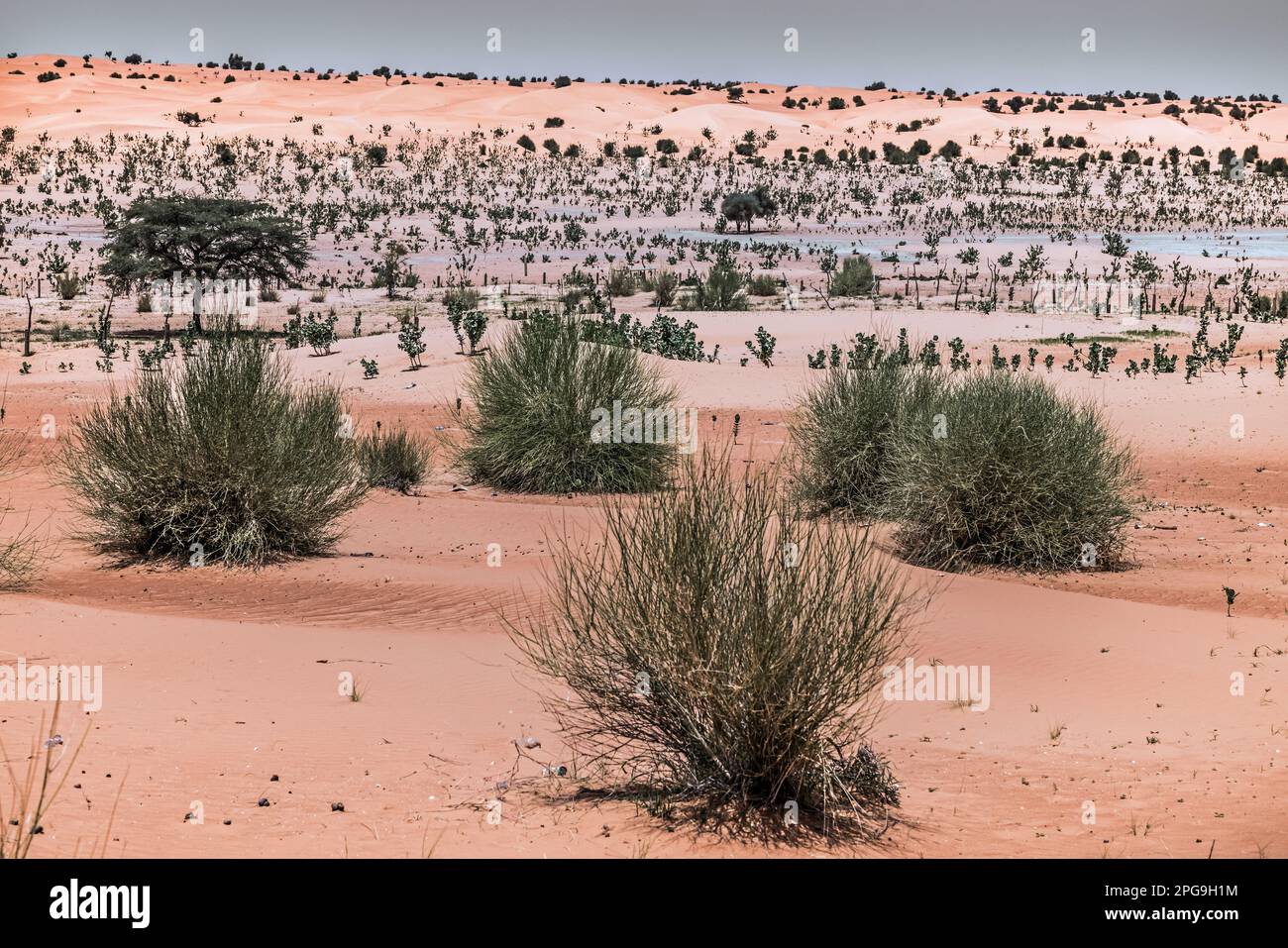 Paysage désertique sur la route entre Boutilimit et Nouakshott en Mauritanie. Brahim Ramdhane, ancien esclave et fondateur de son ONG Fondation Sahel, lutte contre l'esclavage, contre l'oppression de sa tribu des Haratins et pour des opportunités éducatives équitables depuis qu'il s'est libéré en tant que jeune. Banque D'Images