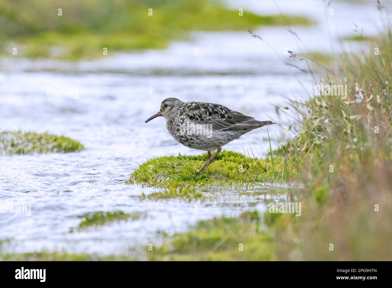 Pondeuses pourpres (Calidris maritima) en reproduisant le plumage le long du cours d'eau sur la toundra arctique en été, Spitsbergen / Svalbard, Norvège Banque D'Images