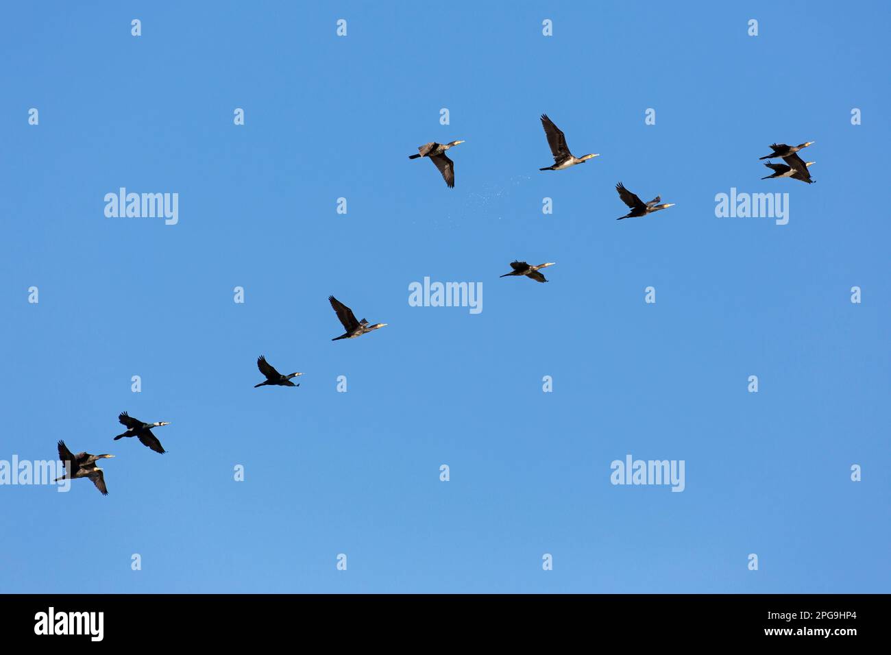 Troupeau de grands cormorans (Phalacrocorax carbo) volant contre le ciel bleu au printemps Banque D'Images