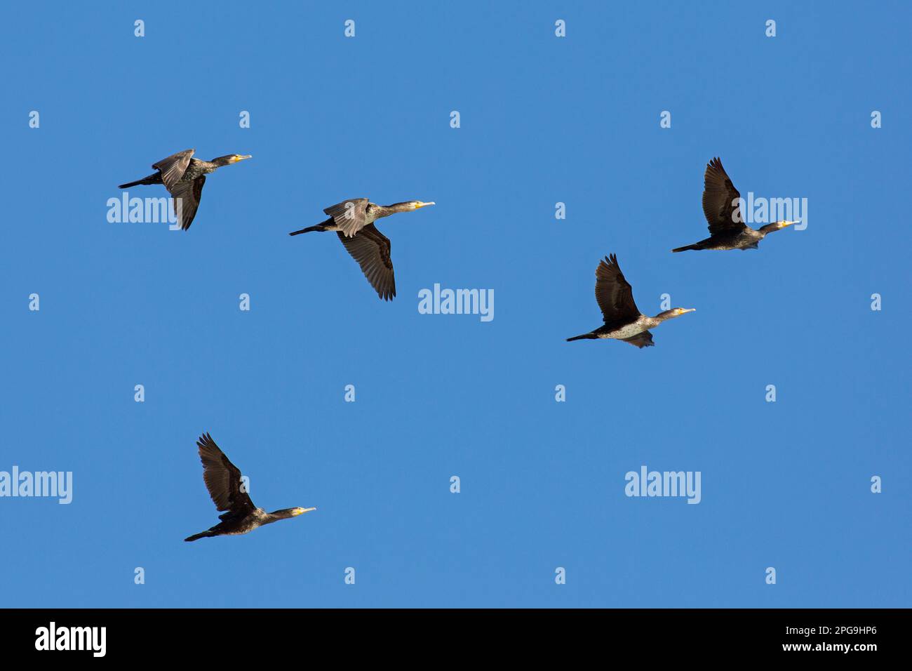 Troupeau de grands cormorans (Phalacrocorax carbo) volant contre le ciel bleu au printemps Banque D'Images