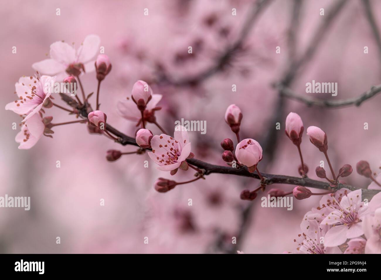 Fleur rose de prunier de cerisier (Prunus cerasifera) Banque D'Images