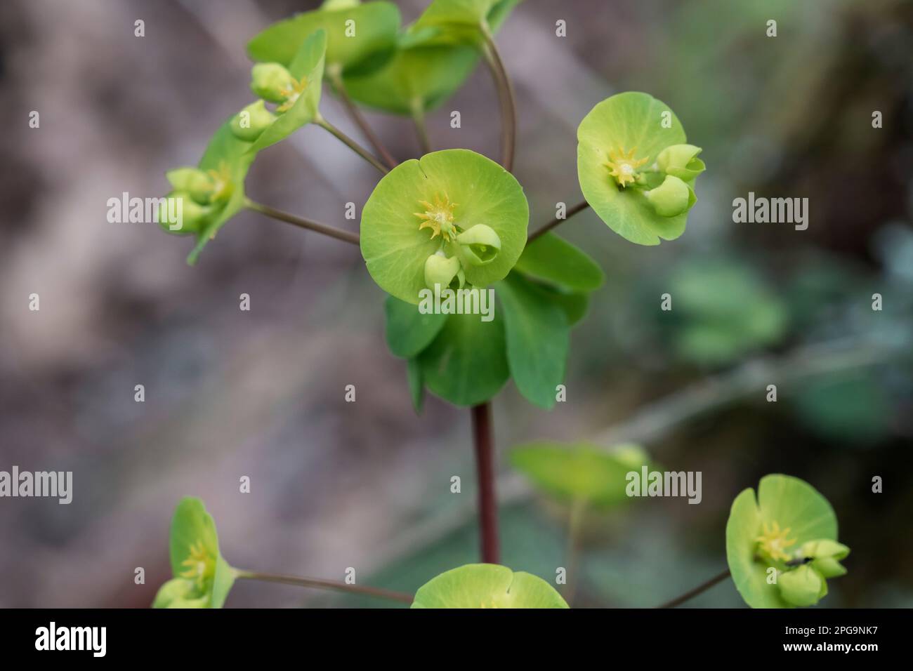 L'épine de bois (Euphorbia amygdaloides) les inflorérences jaune-vert fleurissent au printemps Banque D'Images