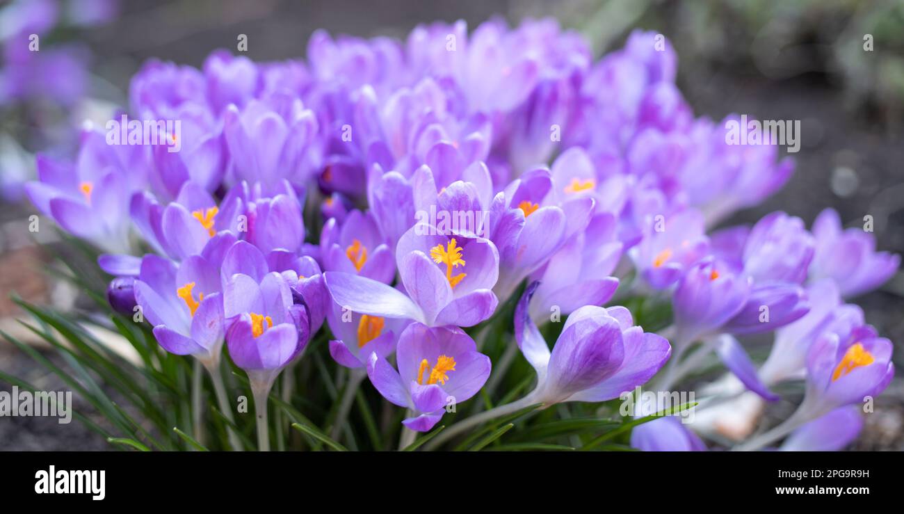 gros plan des crocodiles violets qui poussent dans la prairie Banque D'Images